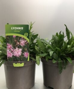 Lychnis Jenny