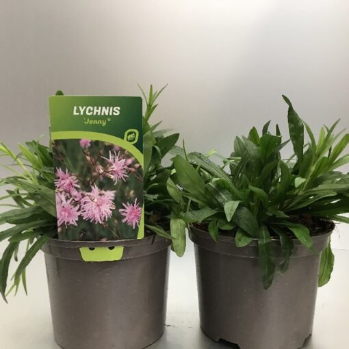 Lychnis Jenny