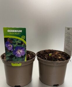 Geranium Azure Rush