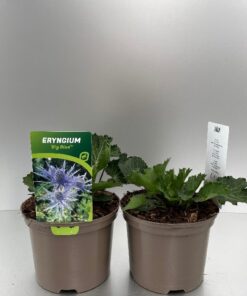 Eryngium Big Blue