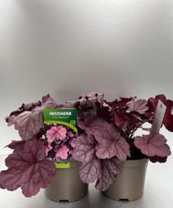 Heuchera Pink Panter