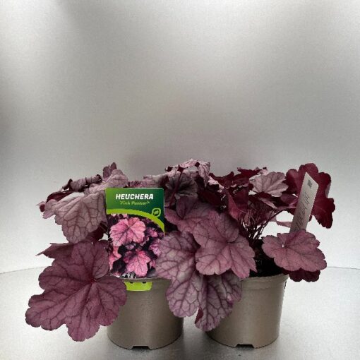Heuchera Pink Panter