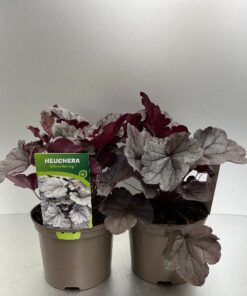 Heuchera Silverberry