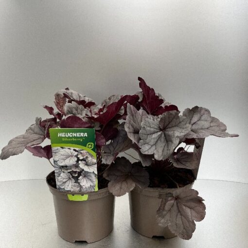 Heuchera Silverberry