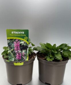 Stachys Pink Cotton Candy