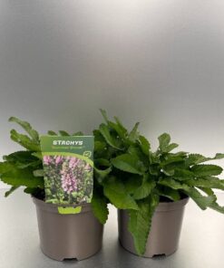 Stachys Summer Crush