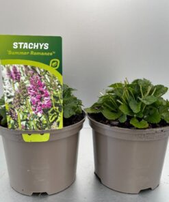 Stachys Summer Romance