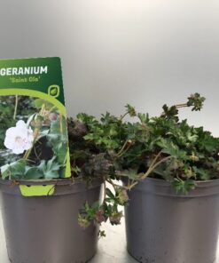 Geranium Cantabrigiense St. Ola