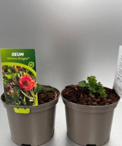 Geum Salmon Delight®