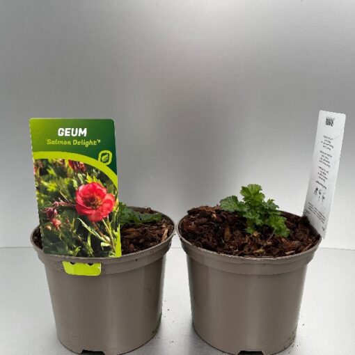 Geum Salmon Delight®