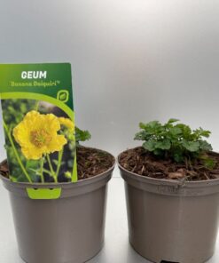 Geum Banana Daiquiri®