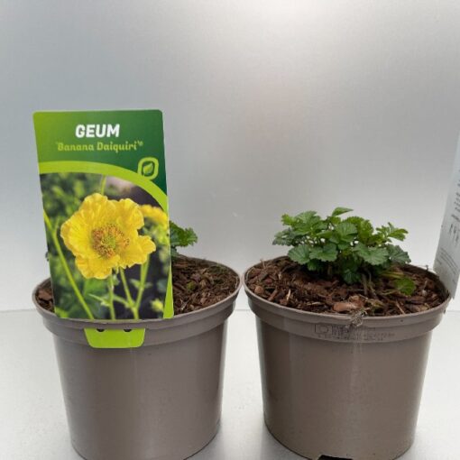 Geum Banana Daiquiri®