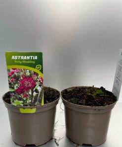 Astrantia Major Ruby Wedding