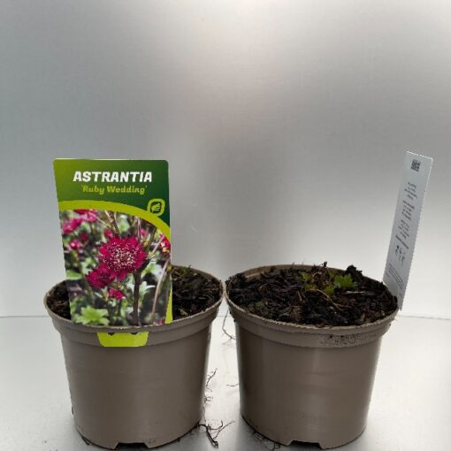 Astrantia Major Ruby Wedding