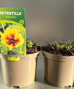 Potentilla Esta Ann