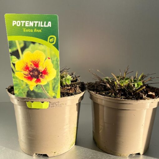 Potentilla Esta Ann