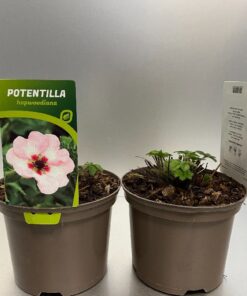 Potentilla Hopwoodiana