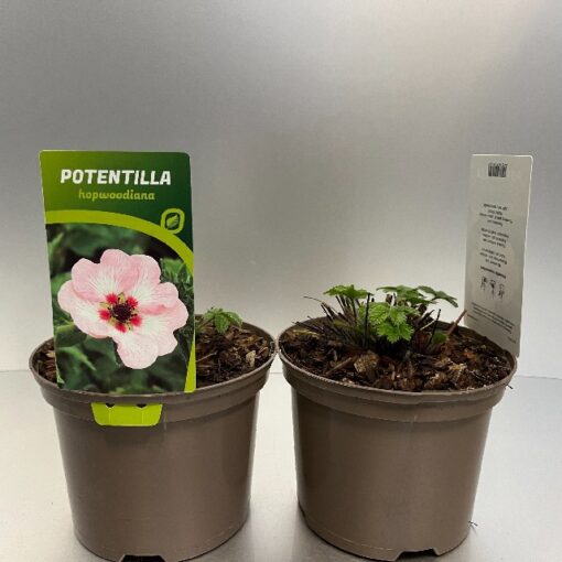 Potentilla Hopwoodiana