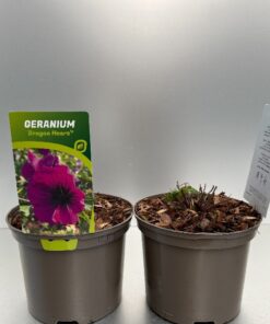Geranium Dragon Heart