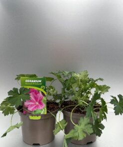 Geranium Russell Prichard
