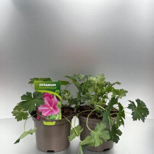 Geranium Russell Prichard