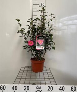 Camellia Japonica Mix