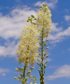 Actaea racemosa 'Queen Of Sheba'