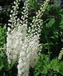 Actaea simplex 'White Pearl'