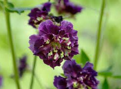 Geranium Phaeum Joseph Green