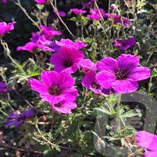 Geranium Js Matu Vu
