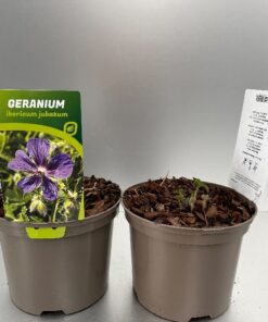 Geranium Iber. Jubatum