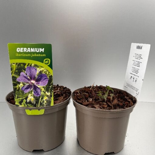 Geranium Iber. Jubatum