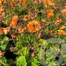 Geum Tutti Frutti
