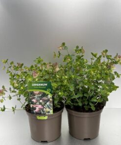 Origanum Kent Beauty