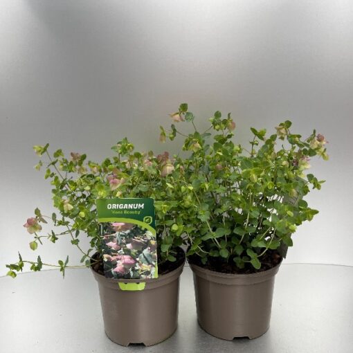 Origanum Kent Beauty