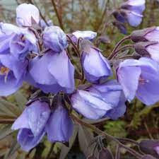 Polemonium Yezoense Heaven Scent