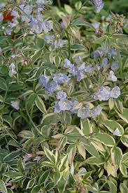 Polemonium Reptans Touch Of Class