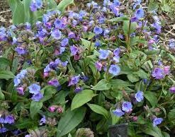 Pulmanoria Blue Ensign