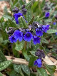 Pulmonaria Miss Elly