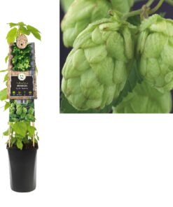 Humulus Lupulus Nordbrau