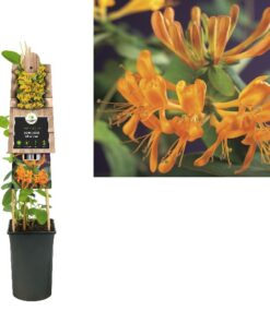 Lonicera Tellmanniana