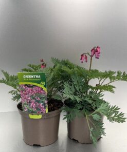 Dicentra Pink Diamonds®