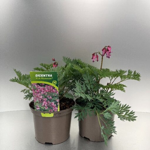 Dicentra Pink Diamonds®