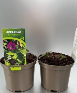 Geranium Ann Thomson