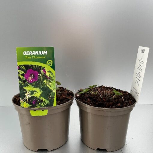 Geranium Ann Thomson