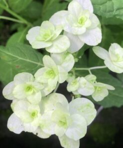 Hydrangea Serrata White On White