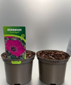 Geranium Dark Eyes