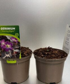 Geranium Stormy Night