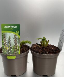 Acanthus mollis