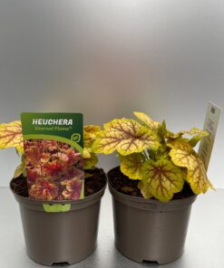 Heuchera Eternal Flame®